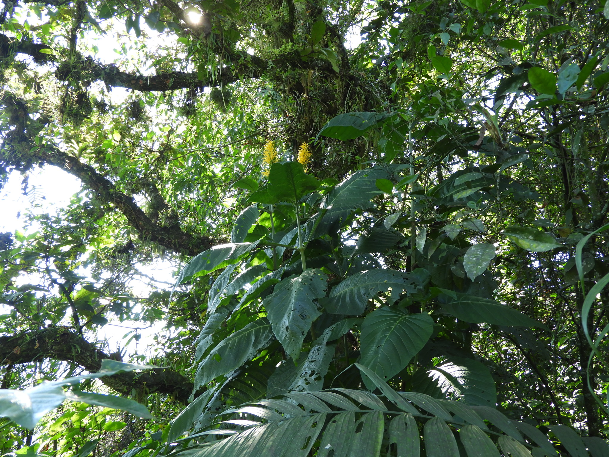Justicia aurea